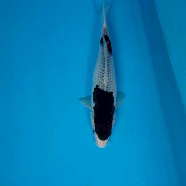 Budo goromo 30 cm