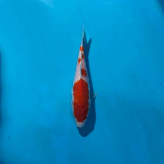 Kohaku