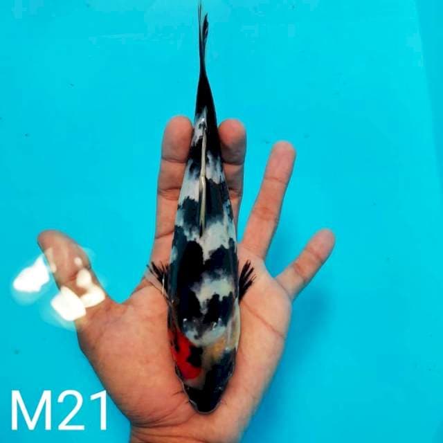 Tanco SHOWA 21cm