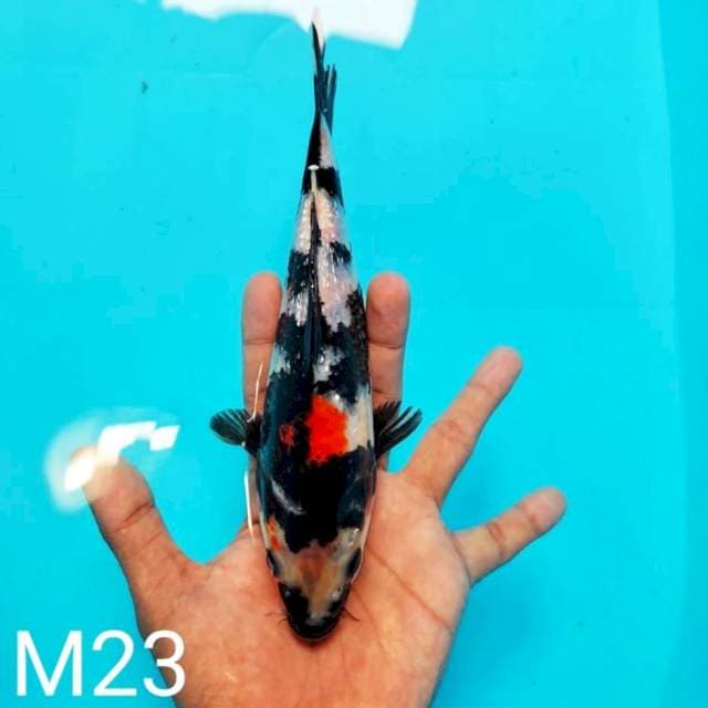 SHOWA GINRIN 23cm