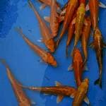 Mix koi