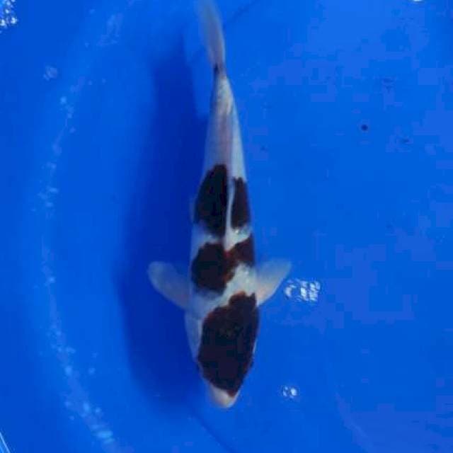Budho goromo 30cm