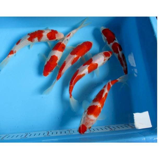 Kohaku