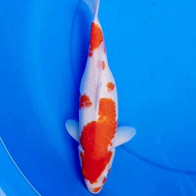 SAKURA KOHAKU 31cm