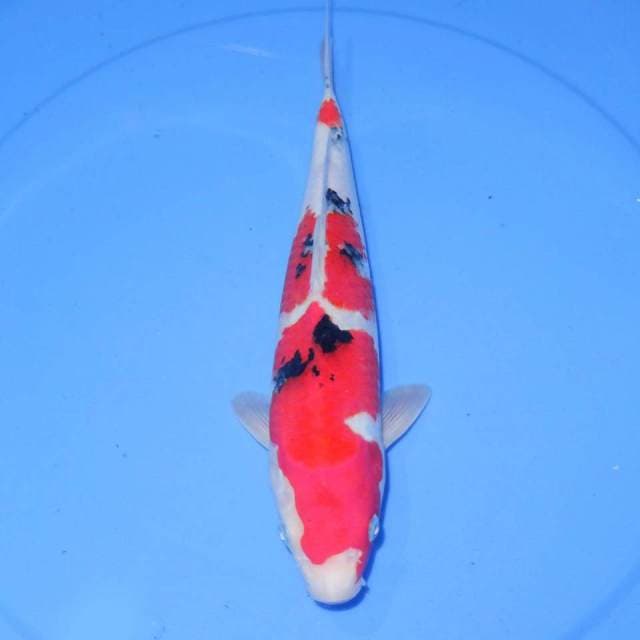 SANKE GOOD PATTERN 31cm