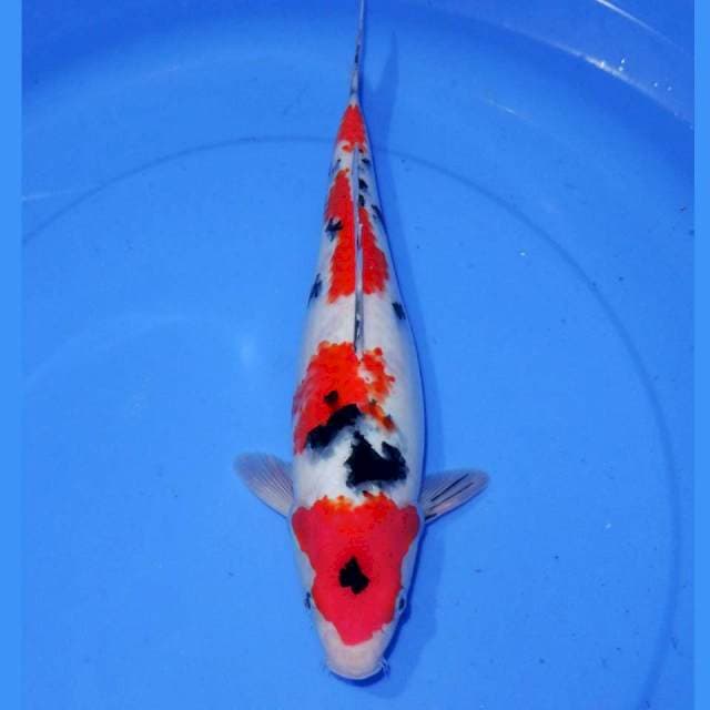 TSUBOSUMI YONDAN SANKE 34cm