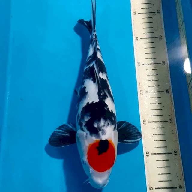 TANCHO 30 CM
