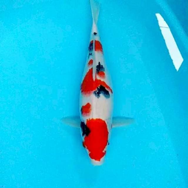 Taisho Sanke 38cm.betina