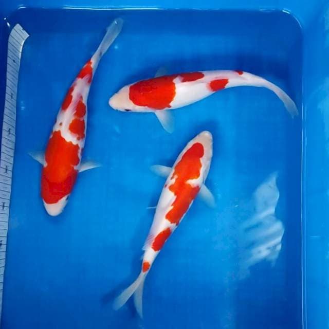 ORIGINAL KOHAKU GOOD QUALITY ®