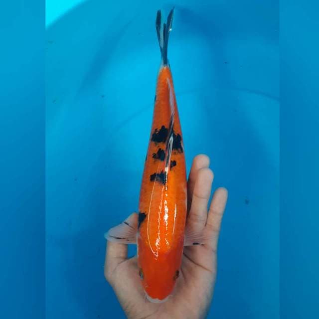 AKA SANKE