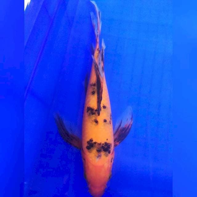 Kumpay Utsuri 28cm
