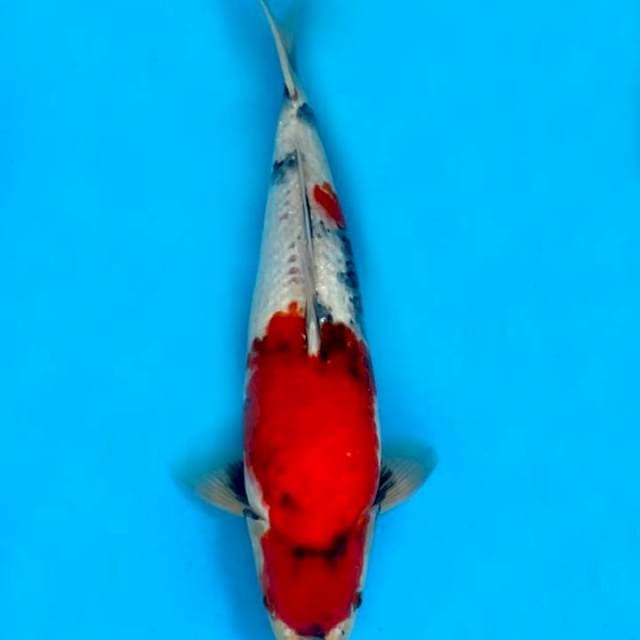 SHOWA DAINICHI 38cm MALE