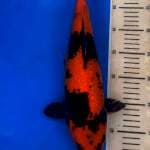 Utsuri ginrin 40bu 