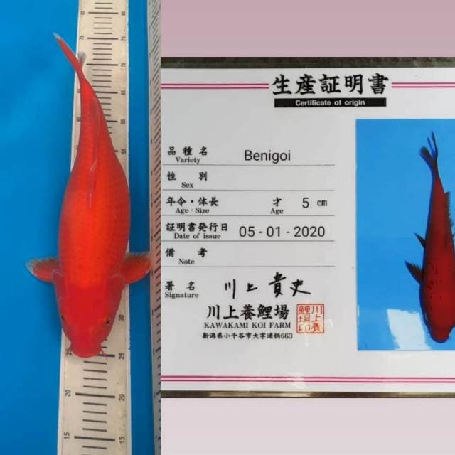 "Kawakami" benigoi 50 bu + serti Farm