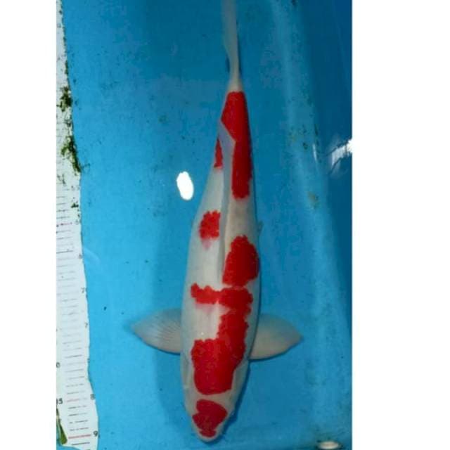 Jumbo tosay male calon super jumbo