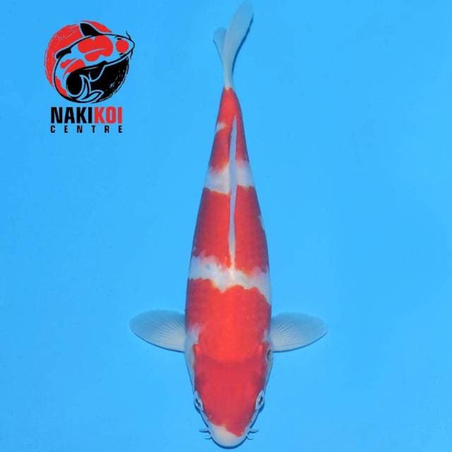 Super Strong Kohaku 3 Step