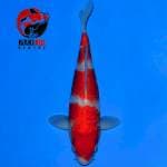 Super Strong Kohaku 3 Step
