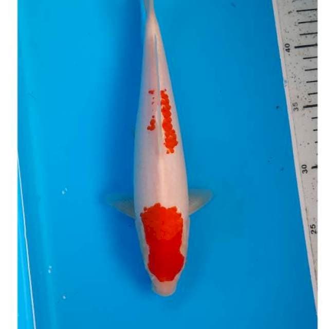 Kohaku 25cm 