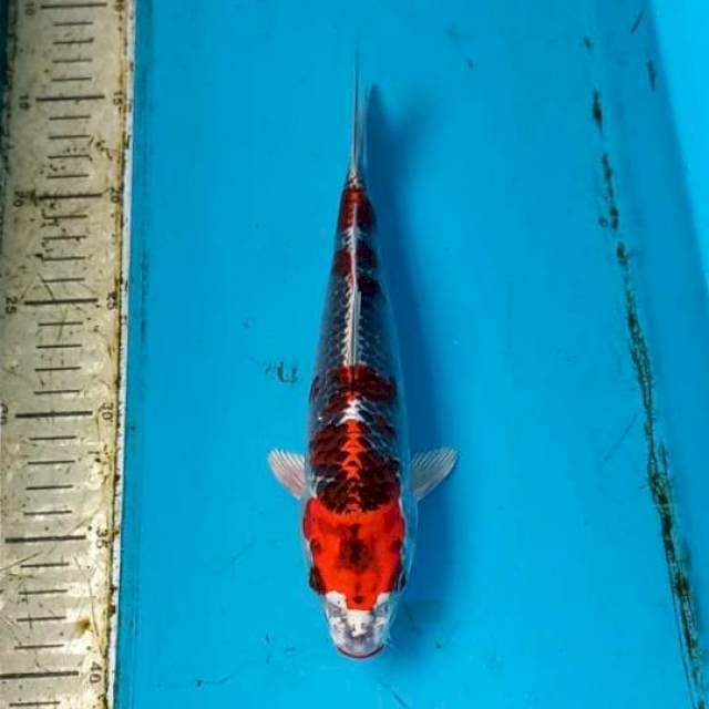 Beni Gingga 25cm