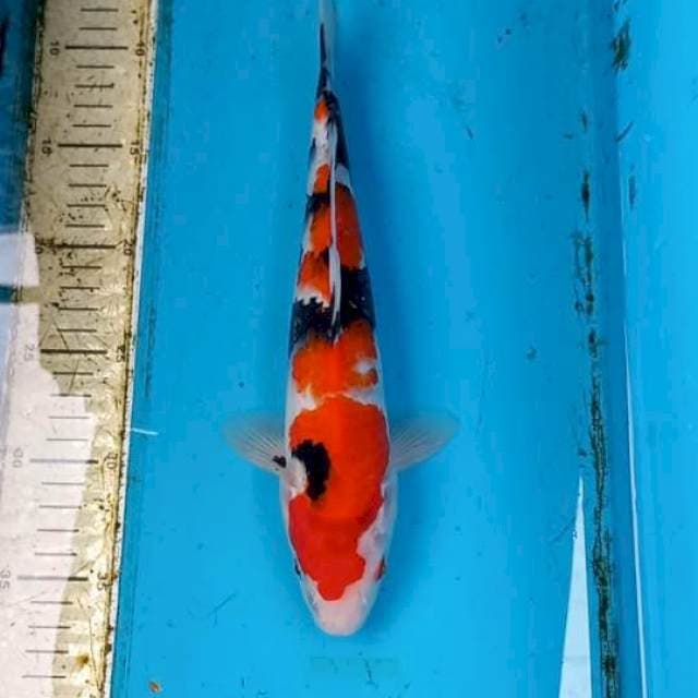 Showa 30cm Male