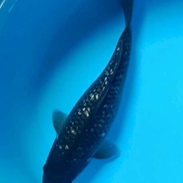 33cm Black Diamond Soragoi 