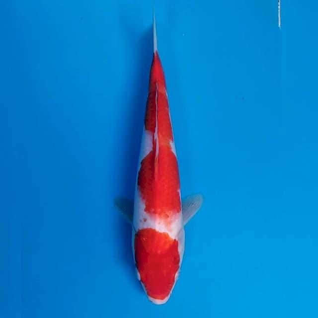 Kohaku 30