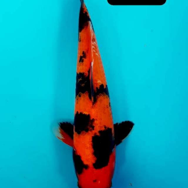 Utsuri 27 cm
