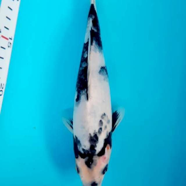 Shiro 23 cm