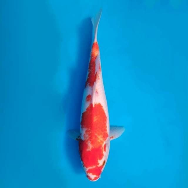 Kohaku 34