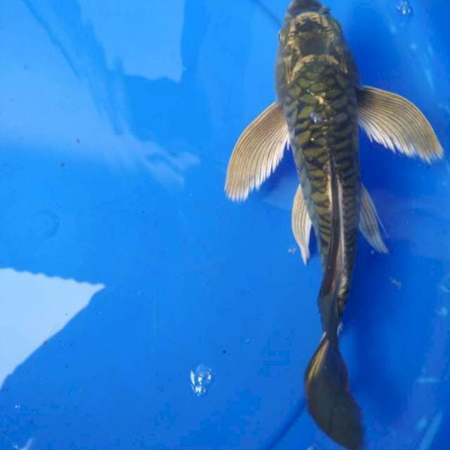 Kumpay 25cm