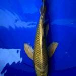 Kumpay 29cm