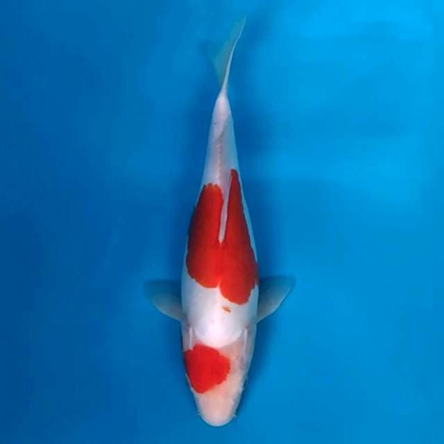 Kohaku doit 34bu