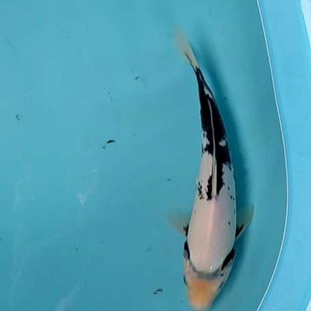 Shiro 28cm female