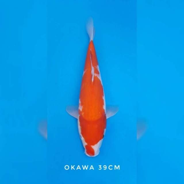 Kohaku okawa import