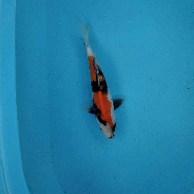 Showa 28cm female