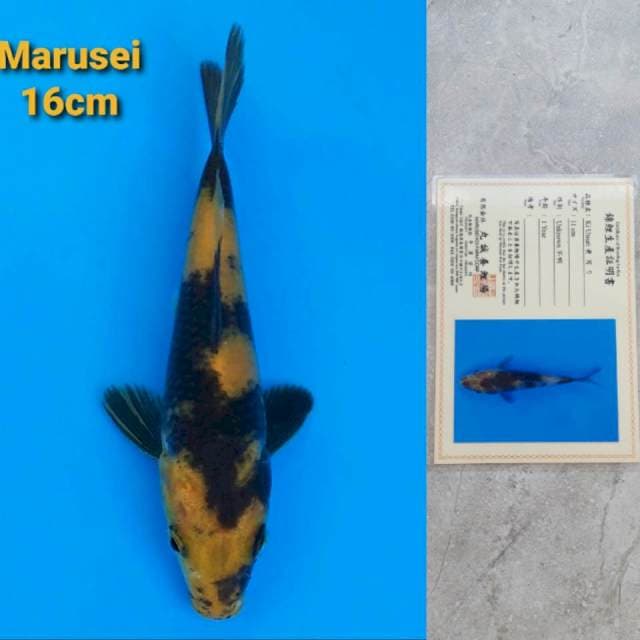 Marusei Ki Utsuri Sertifikat