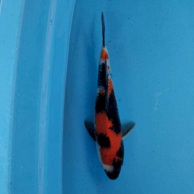 Showa jos 28cm female