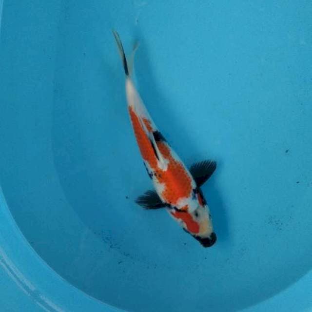 Showa kanoko 28cm female