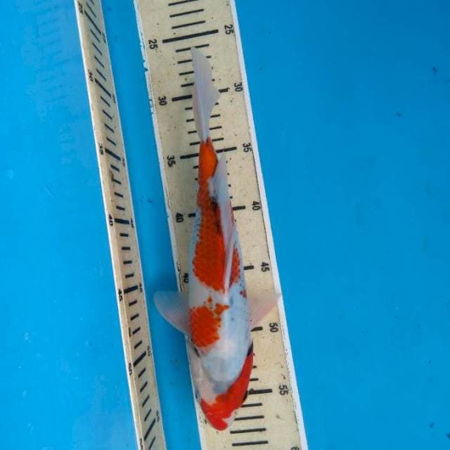 Showa 30 cm