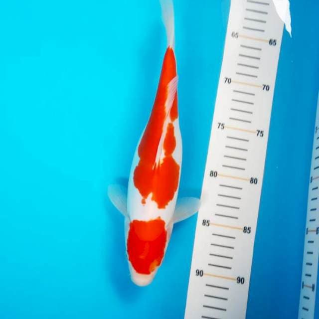Kohaku doitsu 28cm strong