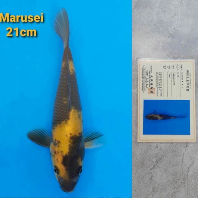 Marusei Ki Utsuri Sertifikat