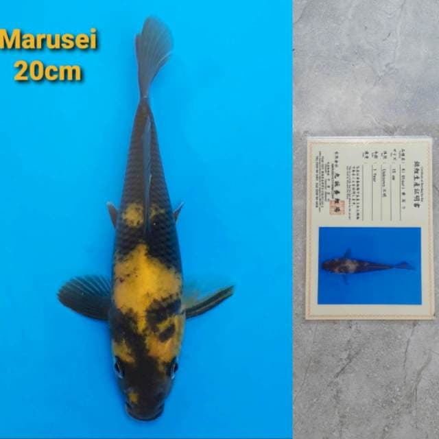 Marusei Ki Utsuri Sertifikat
