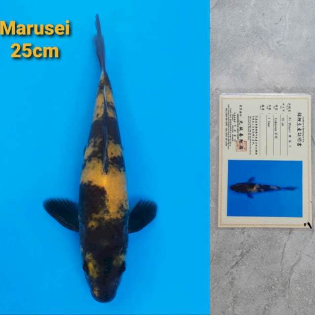 Marusei Ki Utsuri Sertifikat