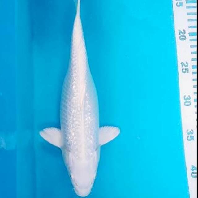 Platinum gindrin 30cm