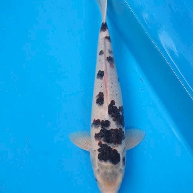 Goromo male 39cm