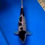 Budogoromo vemale 37cm