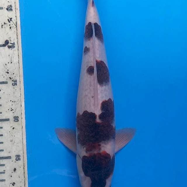Goromo male 33cm