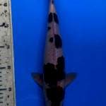 Goromo male 33cm