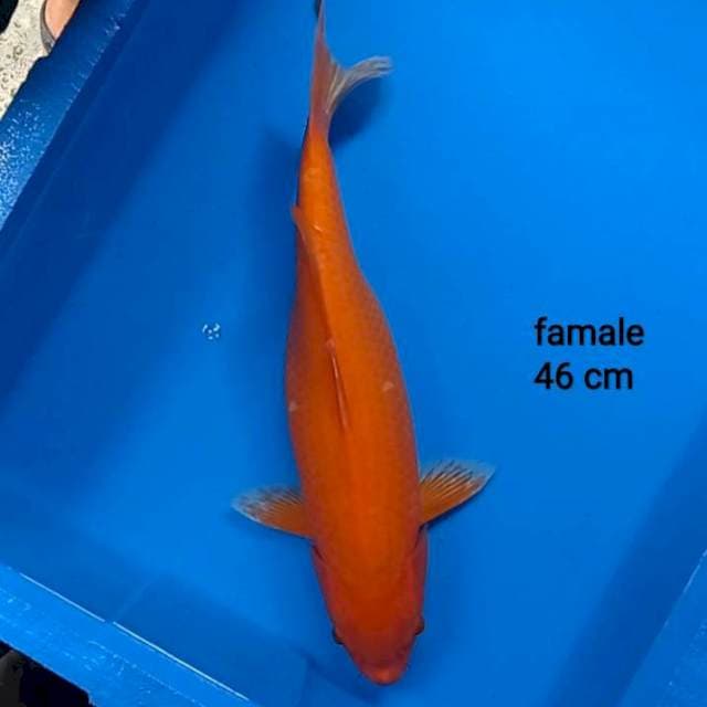 Aka hajiro jumbo 46 cm
