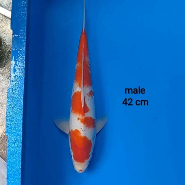 Kohaku jantan jumbo 42 cm